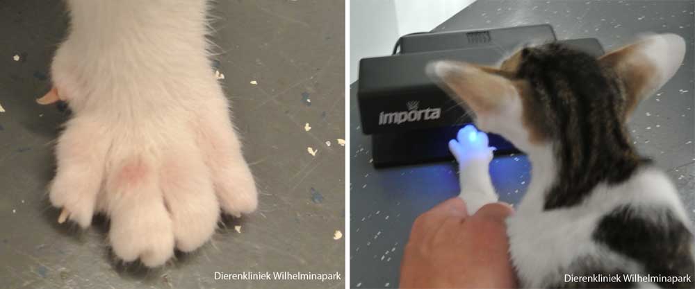 Schimmelplekken kunnen oplichten onder een woodse lamp
